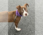 Small #1 American Pit Bull Terrier Mix