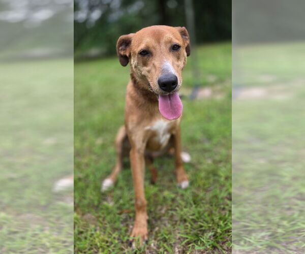 Medium Photo #2 Labrador Retriever-Unknown Mix Puppy For Sale in Attalka, AL, USA