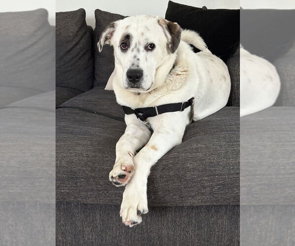 Medium Photo #1 Great Pyrenees-Unknown Mix Puppy For Sale in Brewster, NY, USA