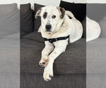 Small Great Pyrenees Mix