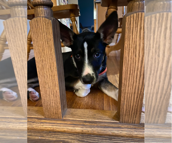 Medium Photo #6 Border Collie-Unknown Mix Puppy For Sale in Minneapolis, MN, USA
