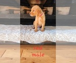 Small Photo #1 Golden Labrador Puppy For Sale in HAYWARD, WI, USA