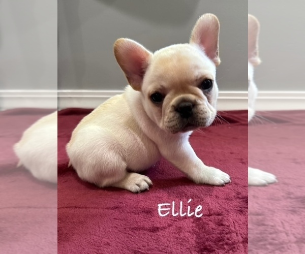 Medium Photo #1 French Bulldog Puppy For Sale in WILLIAMSVILLE, MO, USA