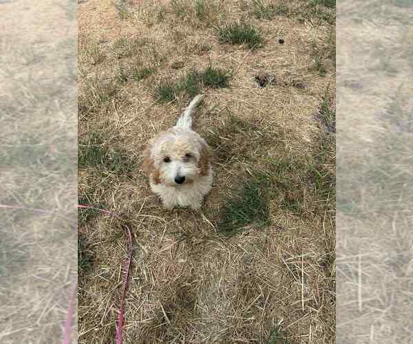 Medium Photo #2 Maltipoo Puppy For Sale in MANCHACA, TX, USA