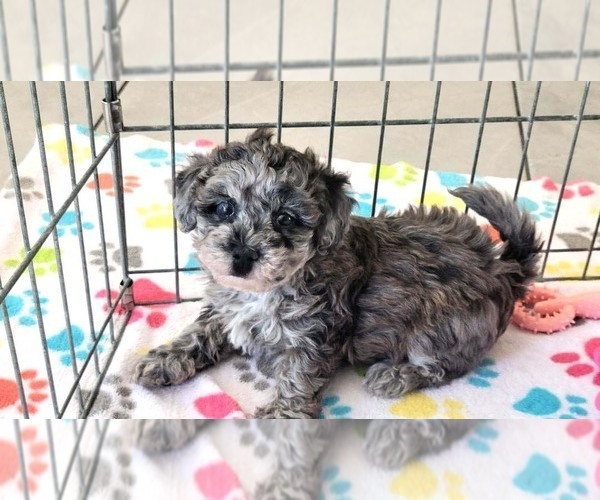Medium Photo #19 Poovanese Puppy For Sale in ORO VALLEY, AZ, USA