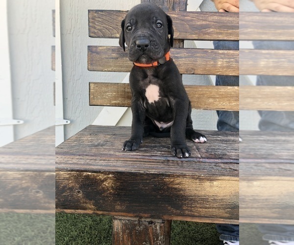 Medium Photo #2 Great Dane Puppy For Sale in LAS VEGAS, NV, USA
