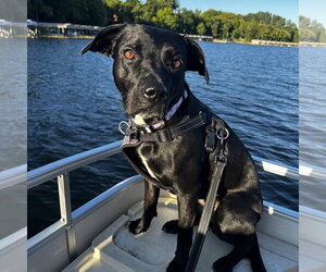 Blacklit Canopy - Female Mutt Dog for Adoption