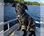 Blacklit Canopy - Female Mutt Dog for Adoption - Small photo