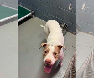 Mutt Dogs for adoption in Rowlett, TX, USA