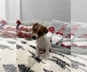 Jack Russell Terrier Puppy for sale in SAN JOSE, CA, USA