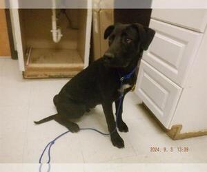 Labrador Retriever-Unknown Mix Dogs for adoption in Oroville, CA, USA