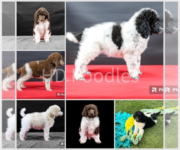 Medium Photo #1 Poodle (Standard) Puppy For Sale in HESPERIA, CA, USA