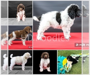 Poodle (Standard) Puppy for sale in HESPERIA, CA, USA