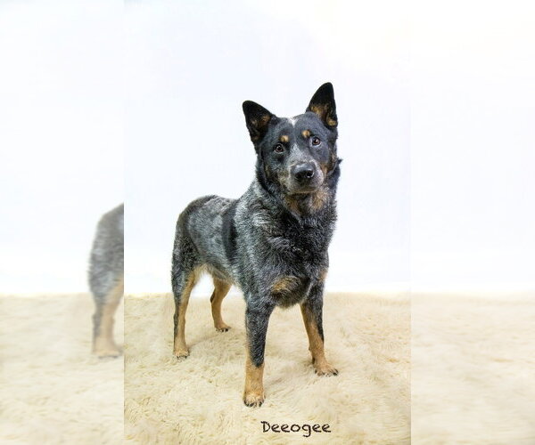 Medium Photo #1 Mutt Puppy For Sale in Hot Springs Village, AR, USA
