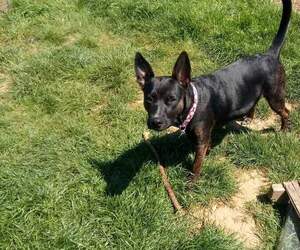 Mother of the Dutch Shepherd Dog puppies born on 05/26/2019