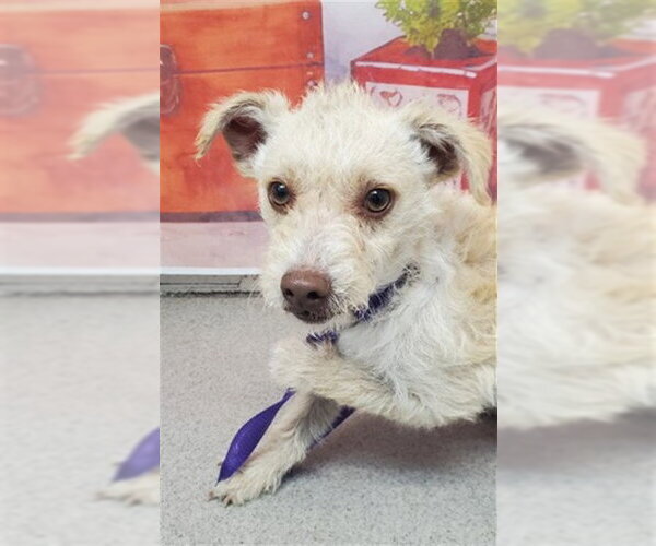Medium Photo #1 Mutt Puppy For Sale in San Bernardino, CA, USA