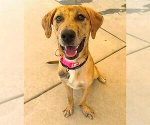 Catahoula Leopard Dog-Unknown Mix Dogs for adoption in Sacramento, CA, USA