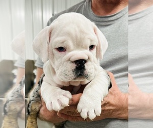 English Bulldog Puppy for sale in PEACHLAND, NC, USA