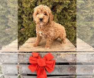 Cockapoo (Miniature) Puppy for sale in MIDDLEBURY, IN, USA