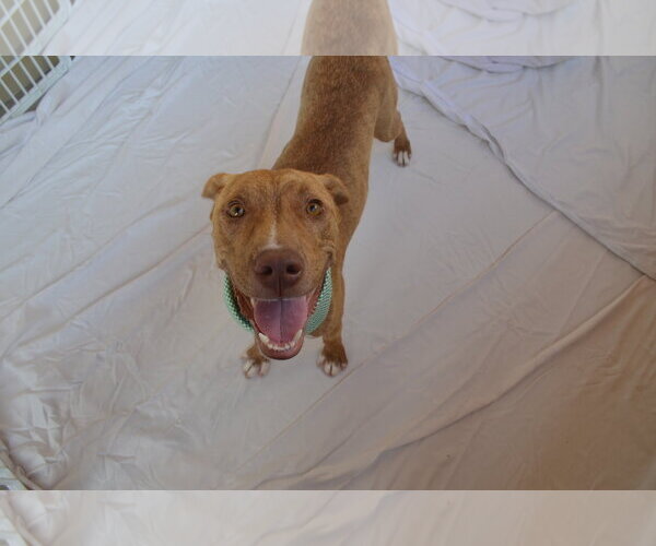 Medium Photo #2 Mutt Puppy For Sale in McKinney, TX, USA