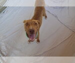 Small #1 Mutt