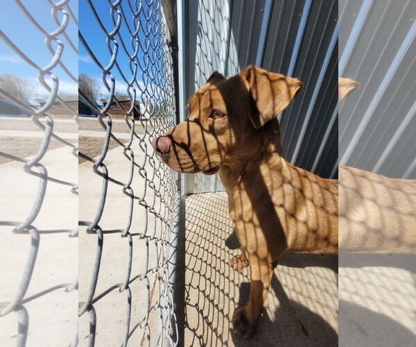 Medium Photo #11 American Pit Bull Terrier-American Staffordshire Terrier Mix Puppy For Sale in Monte Vista, CO, USA