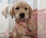Small #16 Labrador Retriever