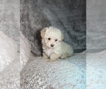 Small Photo #11 Maltipoo Puppy For Sale in ELKTON, KY, USA