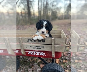 Bernese Mountain Dog Puppy for sale in LAWRENCEBURG, TN, USA