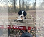 Image preview for Ad Listing. Nickname: Lexi