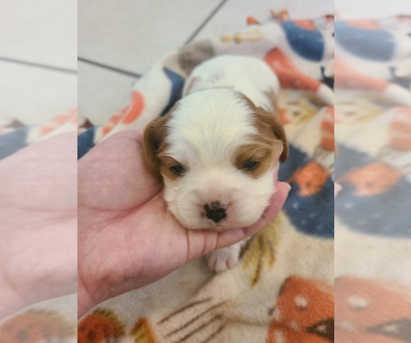 Medium Photo #1 Cavalier King Charles Spaniel Puppy For Sale in DALLAS, OR, USA
