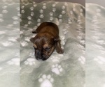 Small #2 Yorkshire Terrier
