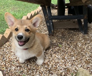 Medium Pembroke Welsh Corgi