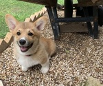 Puppy Sale pending Pembroke Welsh Corgi