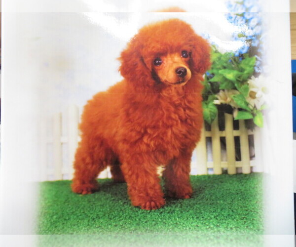 Medium Photo #1 Poodle (Toy) Puppy For Sale in NORWOOD, MO, USA