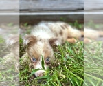 Puppy Blaze Miniature Australian Shepherd