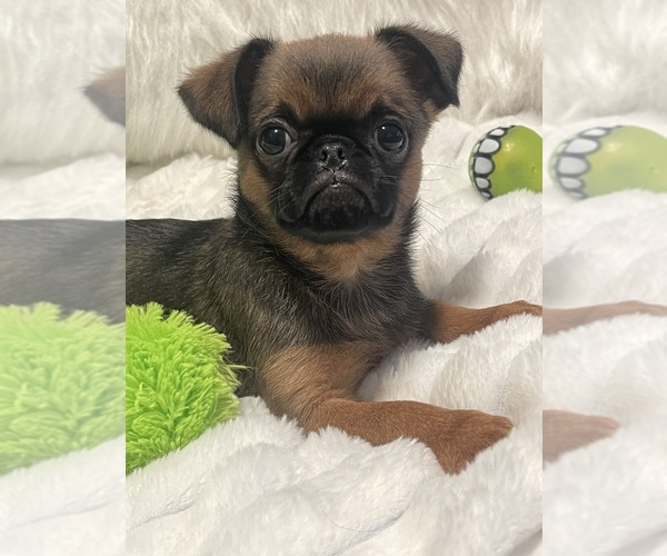 Medium Photo #19 Brussels Griffon Puppy For Sale in LEXINGTON, VA, USA