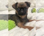 Small Photo #19 Brussels Griffon Puppy For Sale in LEXINGTON, VA, USA