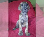 Small Photo #3 Great Dane Puppy For Sale in MURRAY, KY, USA