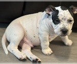 Small #2 American Bully