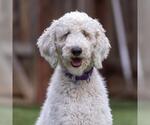 Small #3 Poodle (Standard)