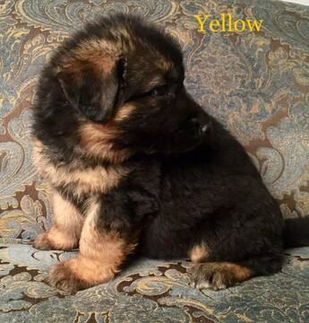 Medium Photo #24 German Shepherd Dog Puppy For Sale in COLETA, IL, USA