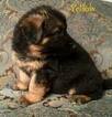 Small Photo #24 German Shepherd Dog Puppy For Sale in COLETA, IL, USA