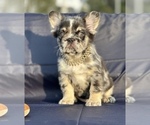 Small Photo #1 French Bulldog Puppy For Sale in PHILADELPHIA, PA, USA