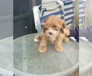 Spookalier Puppy for sale in CLAYPOOL, IN, USA