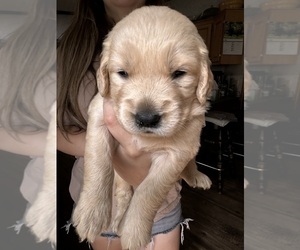 Golden Retriever Puppy for sale in WATERBURY, VT, USA