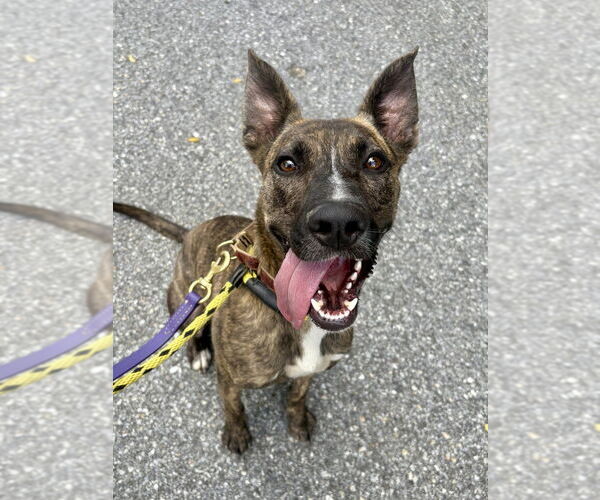 Medium Photo #36 Labrador Retriever-Mountain Cur Mix Puppy For Sale in Brewster, NY, USA