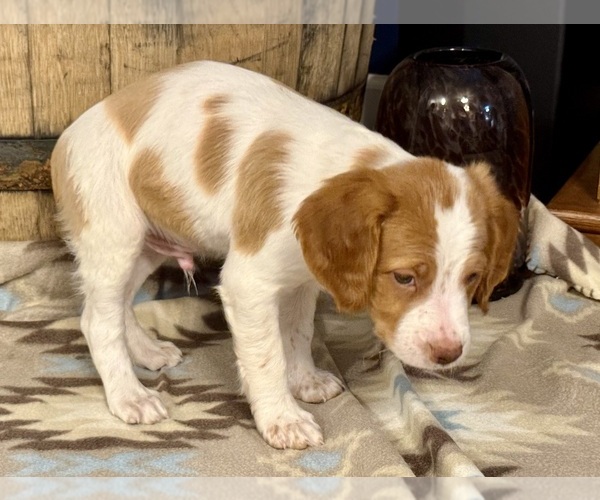 Medium Photo #7 Brittany Puppy For Sale in ORRUM, NC, USA