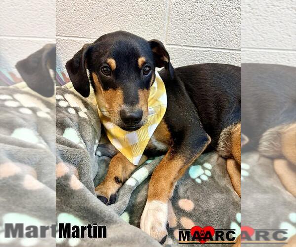 Medium Photo #2 Dachshund-Unknown Mix Puppy For Sale in Maryville, TN, USA