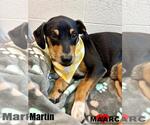 Small #1 Dachshund Mix